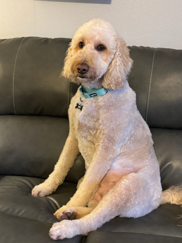 dog grooming large dogs