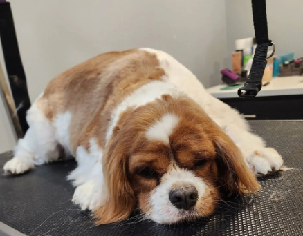 dog grooming medium dogs
