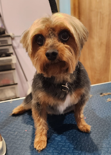 dog grooming small dogs